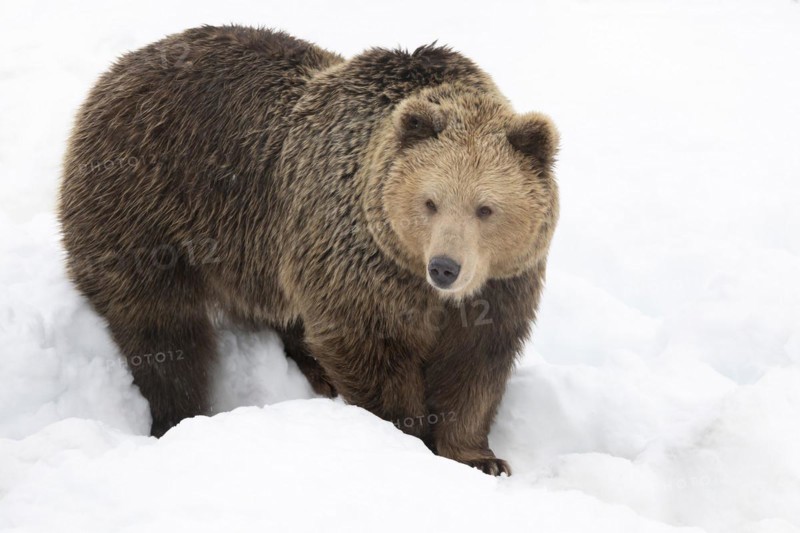 Brown bear (Ursus arctos) shortly after waking up from hibernation