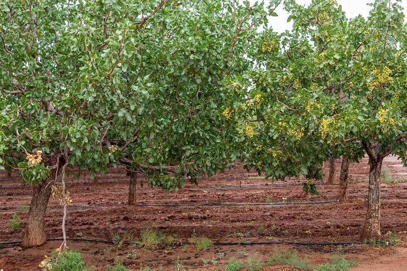 Alamogordo, New Mexico, Pistachios growing at Eagle Ranch, which sells the nuts under the Heart of the Desert brand. Both male and female trees are needed, but only the female tree (right) produces nuts. The orchard is irrigated every few days by drip irrigation with the small black hoses. As a desert plant, pistachios need much less water than pecans, which are also extensively grown in the New Mexico desert