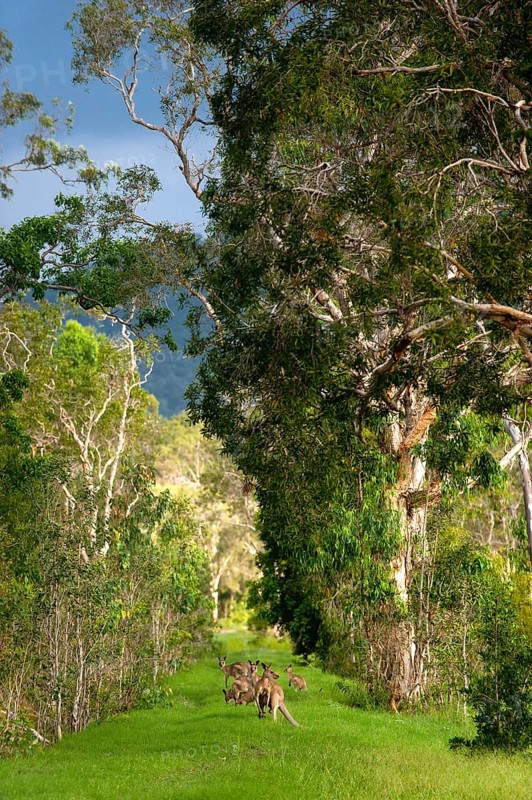 Giant kangaroos (Osphranter rufus) in a forest, wild, free, wilderness, fauna, heraldic animal, on the east coast of Australia