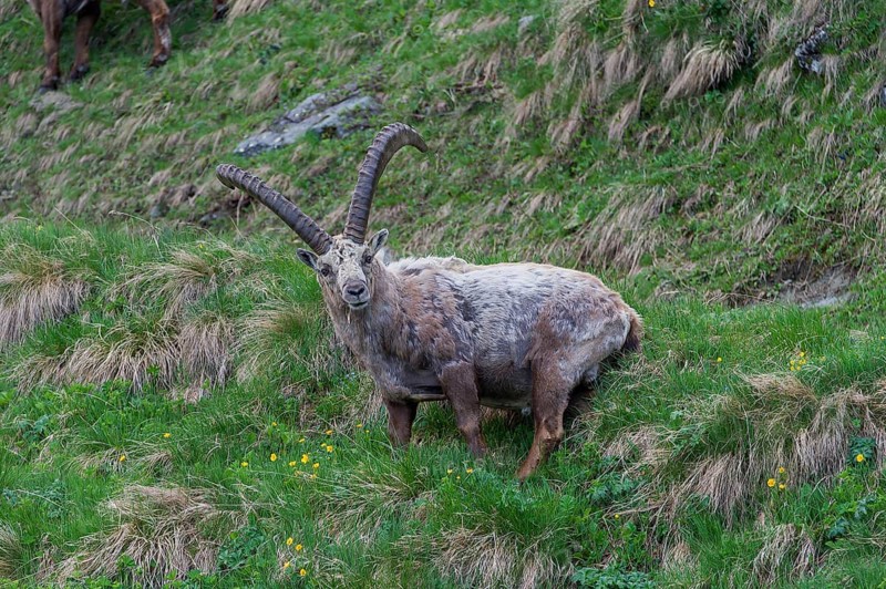 Alpine Ibex (Capra ibex), buck shedding its fur, High Tauern National Park, Austria, Europe