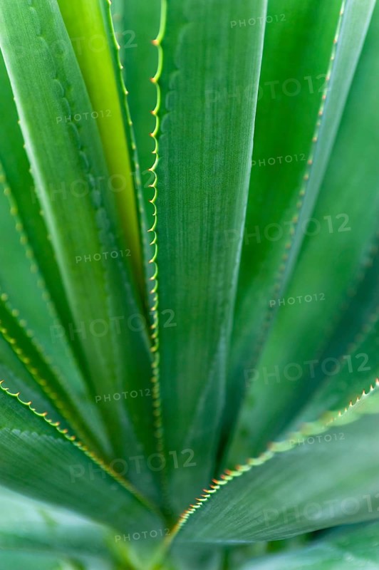 Agave (Agave Australis) plant, flora, detail, close up, medicine, health, medicinal plant, Australia, Oceania