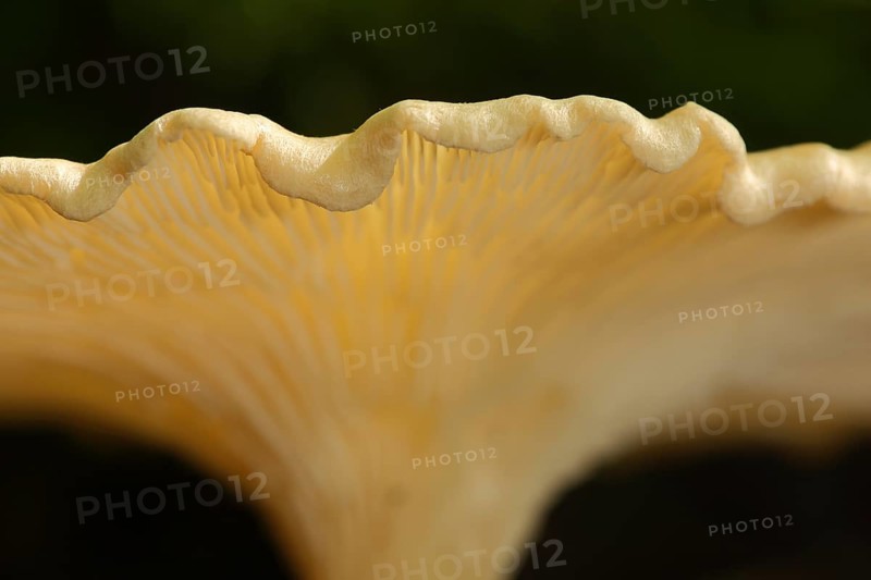Rim of mushroom cap Kerbrandiger Trichterling (Clitocybe costata), curved, wavy, detail, macro, Bremthal, Eppstein, Taunus, Hesse, Germany, Europe