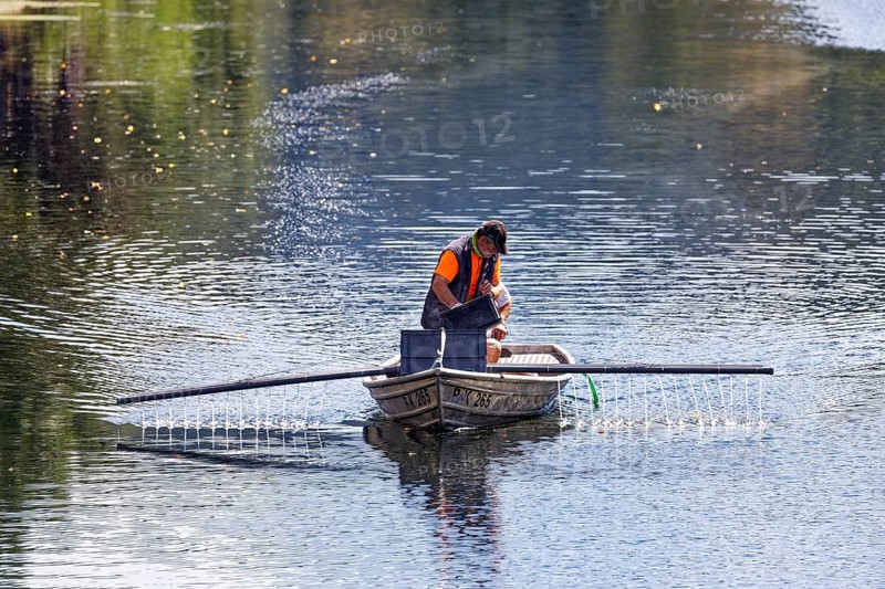 Man fights algae in the water of Altmühlarm from boat with bio-phosphate binder, Altmühlarm, Markt Essing, Altmühltal, Lower Bavaria, Bavaria, Germany, Europe