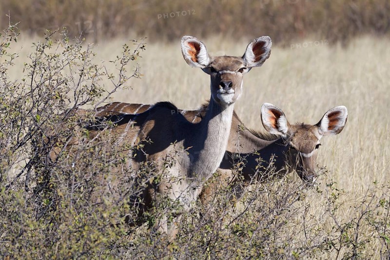 Greater kudus (Tragelaphus strepsiceros), two adult females foraging among the shrubs, eye contact, savanna, Mahango Core Area, Bwabwata National Park, Kavango East, Caprivi Strip, Namibia, Africa