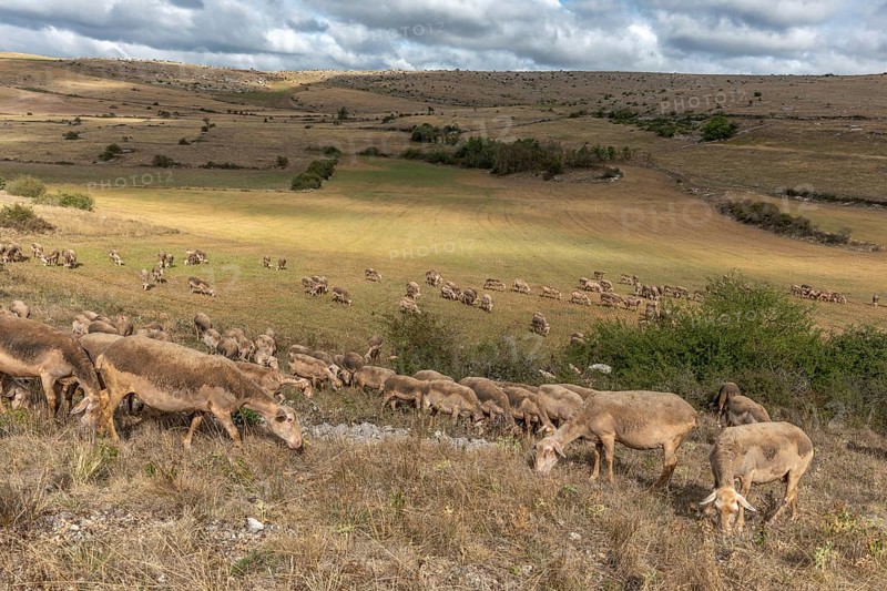 Herd of sheep in a large pasture on the causse mejean in the cevennes. Aveyron, France, Europe