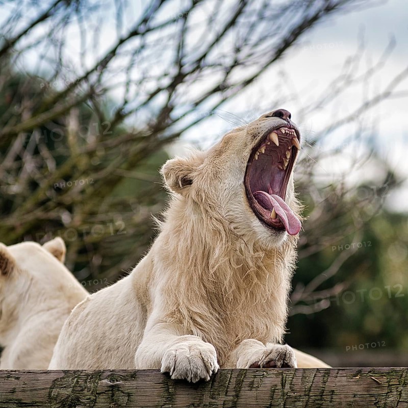 White lion (Panthera leo), male with mouth open, colour mutation, leucism, captive, Safaripark, Safariland Stukenbrock, Schloss Holte-Stukenbrock, North Rhine-Westphalia, Germany, Europe