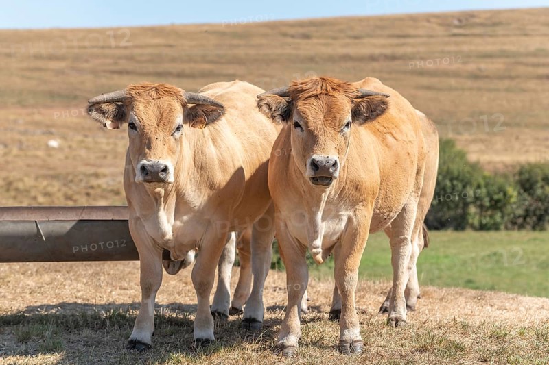 Two Aubrac cows together in pasture in summer. Aubrac, France, Europe