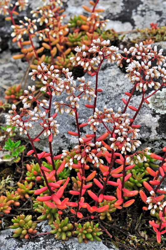 White stonecrop (Sedum album), White stonecrop flowering among rocks, White stonecrop flowering among rocks