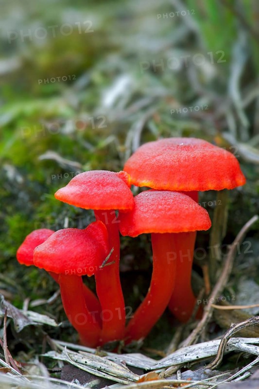Vermilion waxcap (Hygrocybe miniata), mushrooms, red sapling