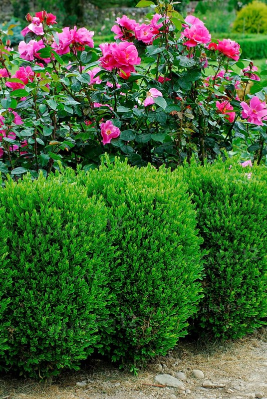 Shrub rose Mme Therese Meyer, and hedge, Common boxhedge, plants (Buxaceae)