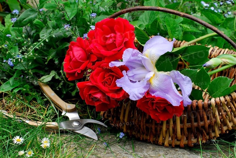 Basket with roses, climbing rose sympathy, rose scissors