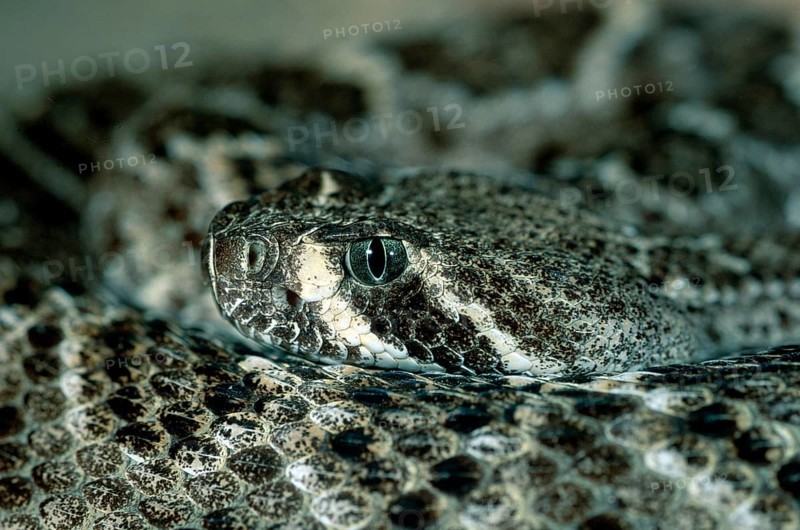 Western Rattlesnake, prairie rattlesnake (Crotalus viridis), Arizona, USA, USA, North America