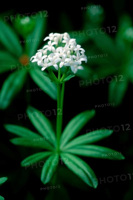 Woodruff (Asperula odorata) (Galium odoratum)