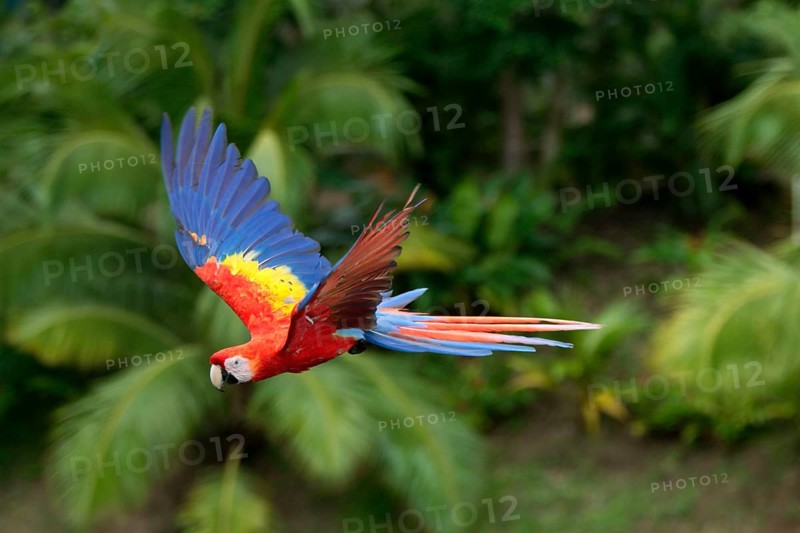 Scarlet Macaw (Ara macao)