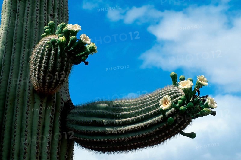 Saguaro (Carnegiea gigantea), Arizona (Cereus giganteus), USA, North America