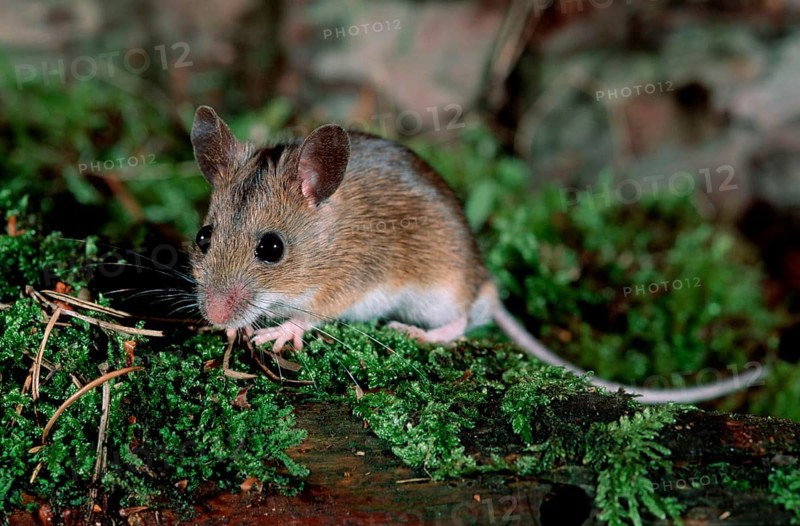 Wood Mouse (Apodemus sylvaticus), Germany, Europe