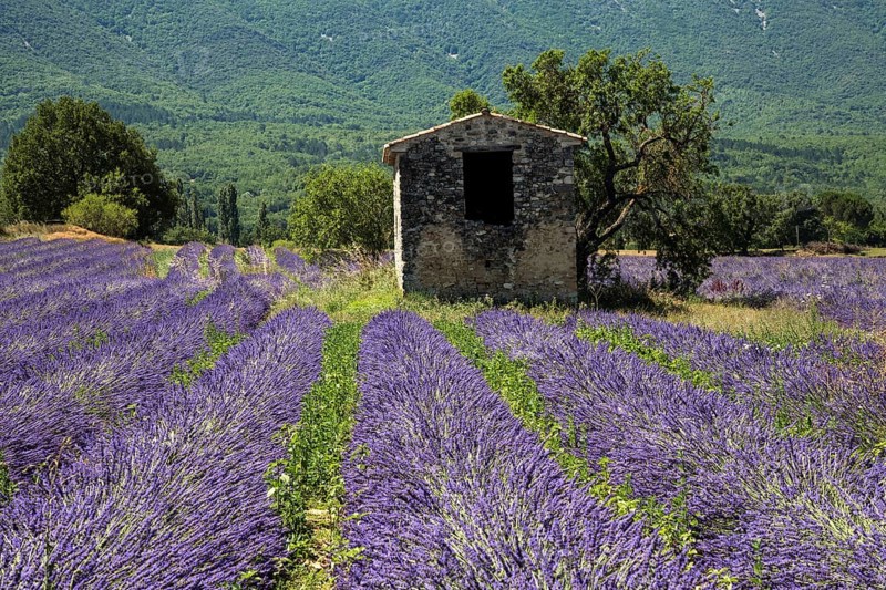 Old stone house with tree in lavender field, flowering true lavender (Lavandula angustifolia), on the D4100 near Cereste, Provence-Alpes-Cote d Azur, Provence, South of France, France, Europe