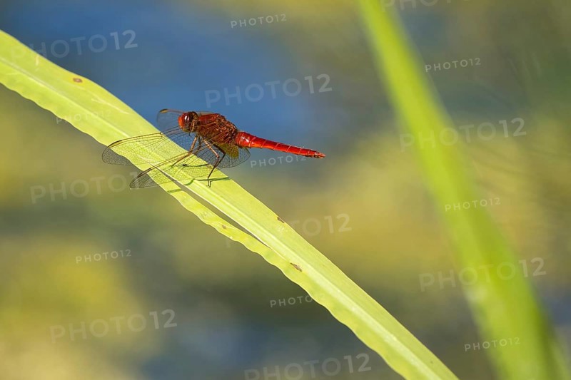 Scarlet dragonfly (Crocothemis erythraea) on reed stalk, Hesse, Germany, Europe