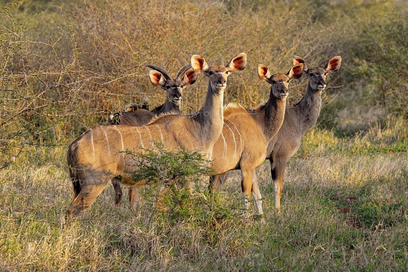 Group of female Greater kudus (Tragelaphus strepsiceros) in the savannah in the late afternoon, Kwazulu Natal Province, South Africa, Africa