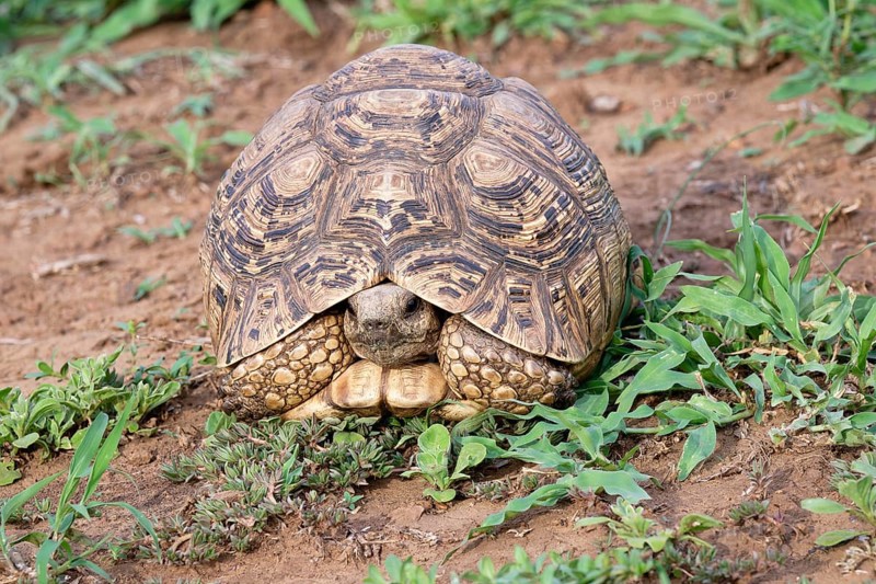 Leopard tortoise (Stigmochelys pardalis), Kwazulu Natal Province, South Africa, Africa