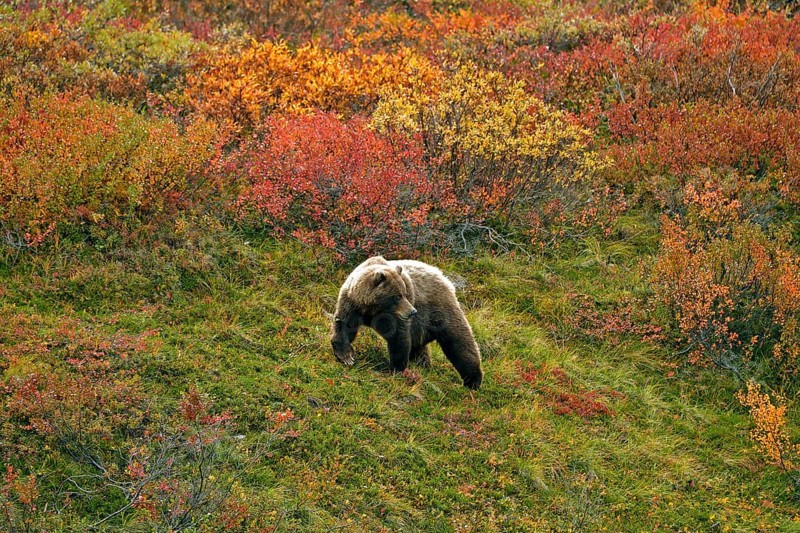 Grizzly bear (Ursus arctos horribilis) striding across the autumn-coloured tundra with a view of the coloured berry bushes, Denali National Park, Alaska, USA, North America