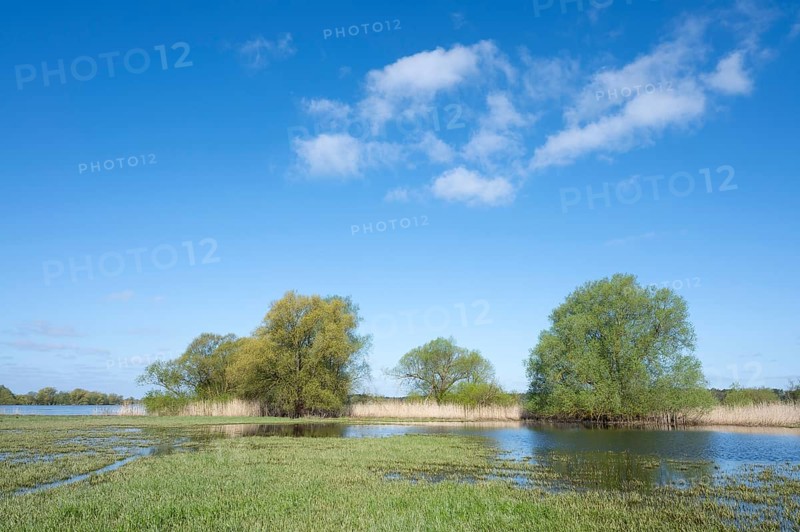 Elbe meadows, floodplain landscape, UNESCO Biosphere Reserve River Landscape ELBE, Mecklenburg-Western Pomerania, Germany, Europe
