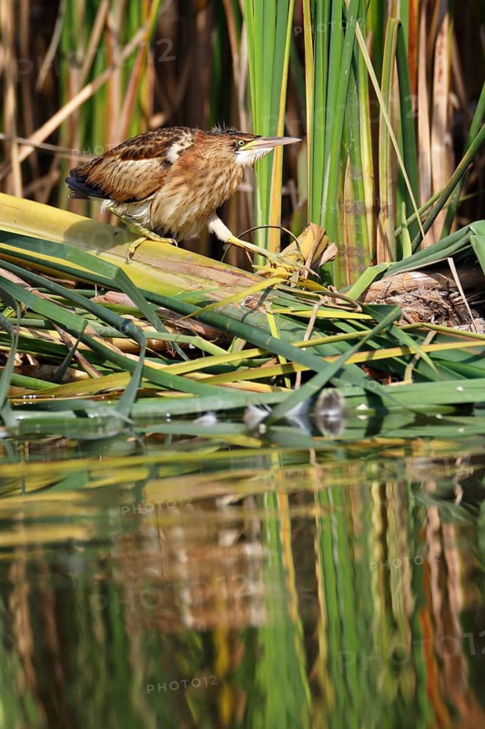 Little Bittern (Ixobrychus minutus), young bird, Middle Elbe Biosphere Reserve, Dessau-Roßlau, Saxony-Anhalt, Germany, Europe