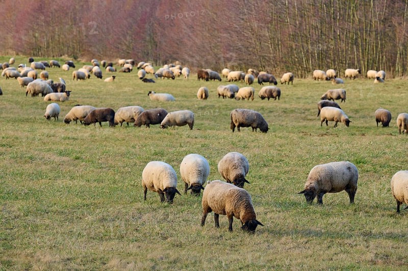 Landscape with flock of sheep, Reinheim, Darmstadt-Dieburg, Hesse, Germany, Europe