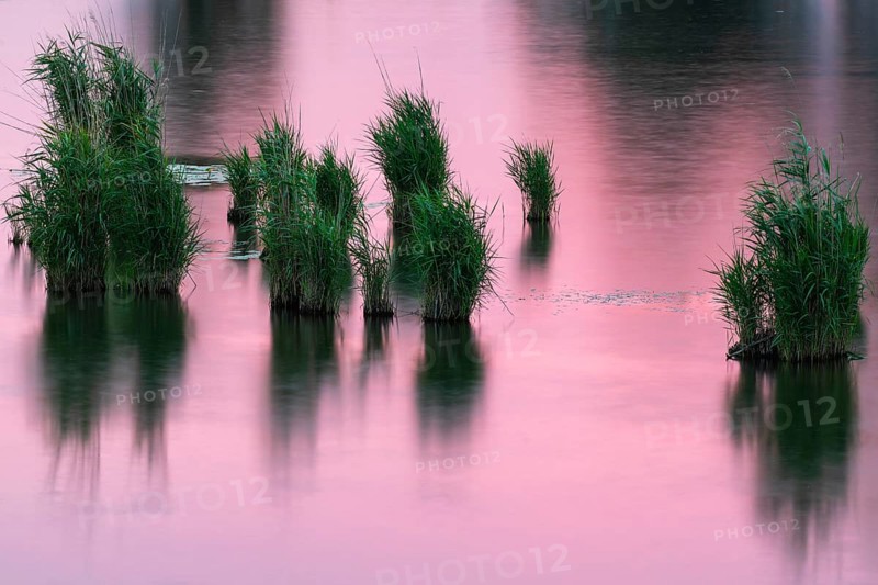 Common reed (Phragmites australis), true grasses (Poaceae), Lake Constance, thunderstorm atmosphere, dawn, summer, veil holes, Hard, Vorarlberg, Austria, Europe