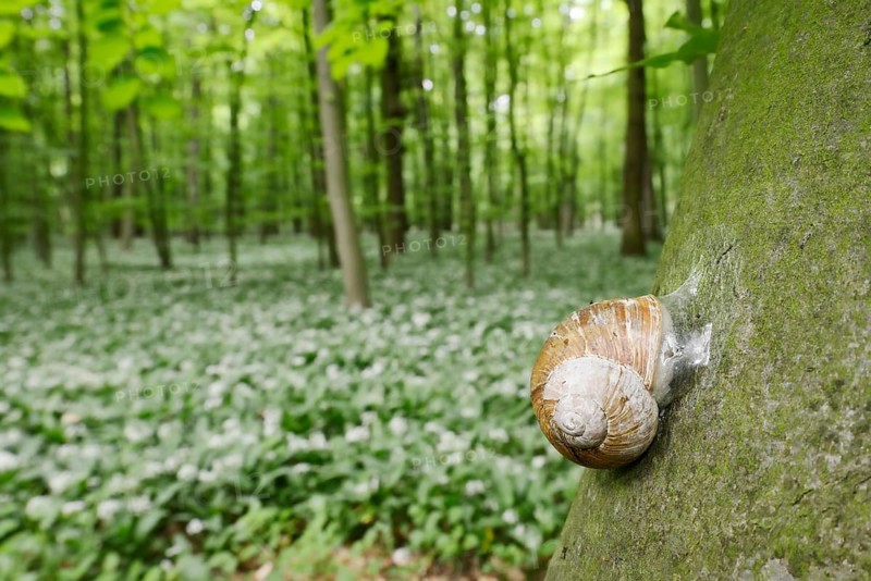 Burgundy snail (Helix pomatia) with sealed snail shell on a tree trunk, North Rhine-Westphalia, Germany, Europe