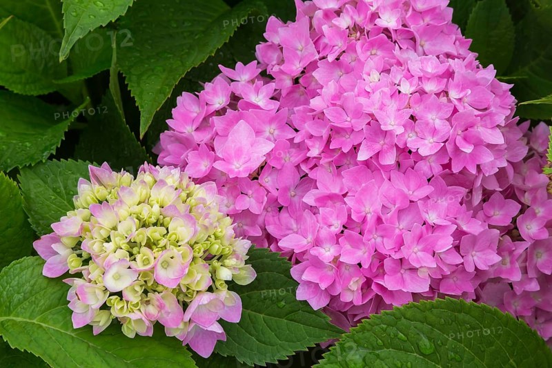 Lime and pink Bigleaf Hydrangea (Hydrangea macrophylla) flowerheads in summer, Quebec, Canada, North America