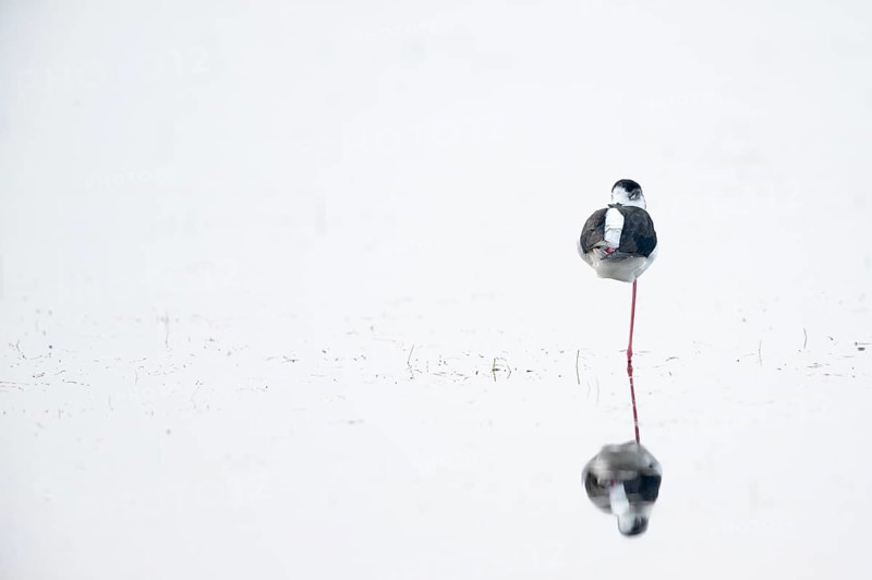 Black-winged Black-winged Stilt (Himantopus himantopus), adult, shallow water, sleeping, standing on one leg, Dümmerniederung, LK Diepholz, Lower Saxony, Germany, Europe