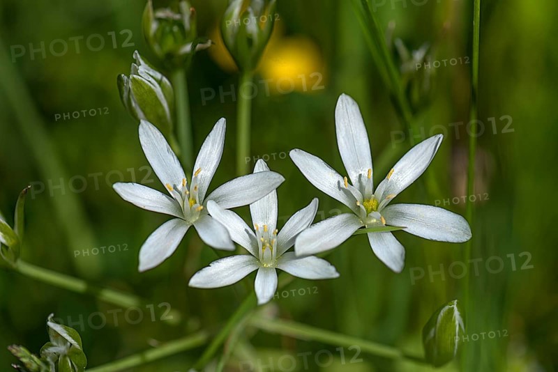 Flowering stars-of-bethlehem (Ornithogalum), Bavaria, Germany, Europe