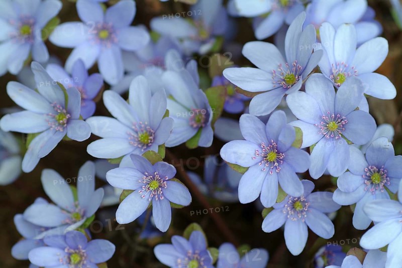 Liverwort (Hepatica triloba) (Hepatica nobilis) (Anemone hepatica), synonyma, common liverwort, three-lobed liverwort, ancient medicinal plant, the plant is effective in bronchitis and inflammation of the airways, it is also said to be useful in diseases of the liver, spleen and kidneys