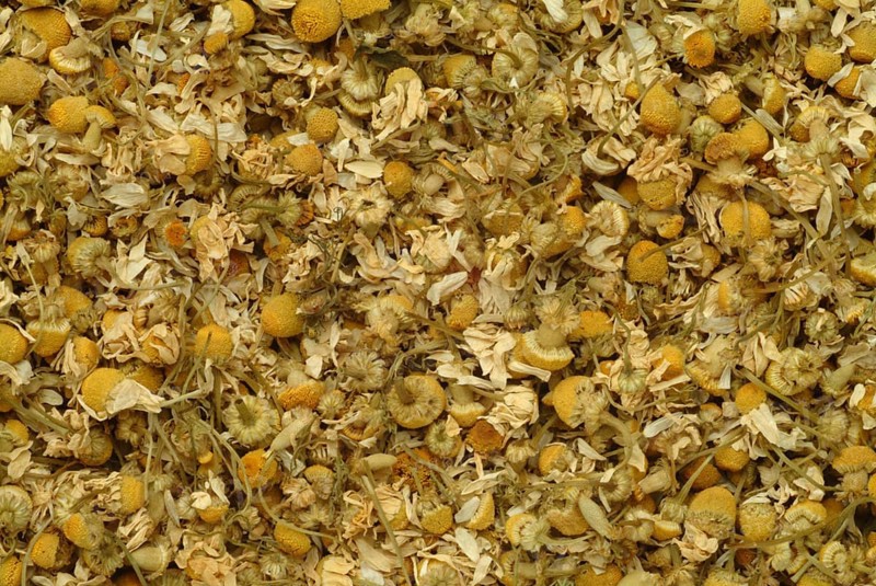Dried blossoms of the true camomile (Matricaria recutita) medicinal plant, true camomile, can alleviate many complaints, from stomach aches to gum inflammations to sore throats. It is used externally and internally