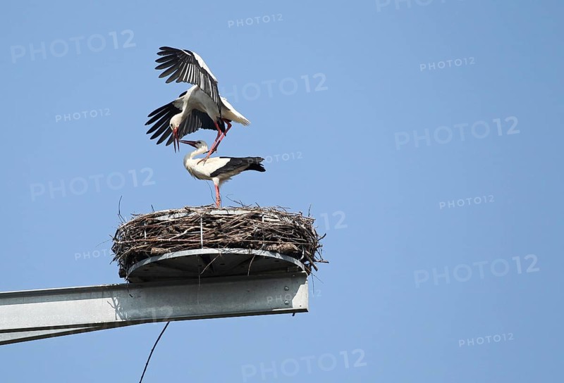White storks (Ciconia ciconia) Mating in the nest on a breeding mast in Unterallgäu, Allgäu, Bavaria, Germany, Europe