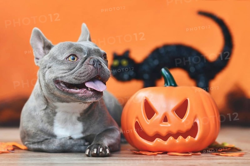 Happy French Bulldog dog with carved Halloween pumpkin, autumn leaves and black cat in orange background