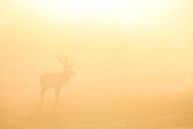 Red deer (Cervus elaphus) in the rut, male animal, captive, morning mood, Rhodes, Département Moselle, Lorraine, France, Europe