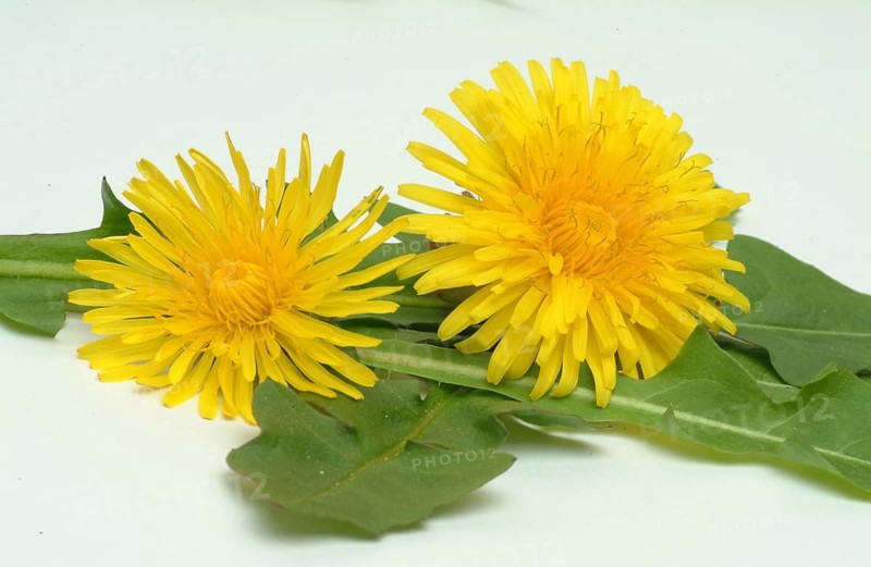 Common dandelion (Taraxacum) Ruderalia, Taraxacum officinale, medicinal plant, the most important active substances of the dandelion are the bitter substances