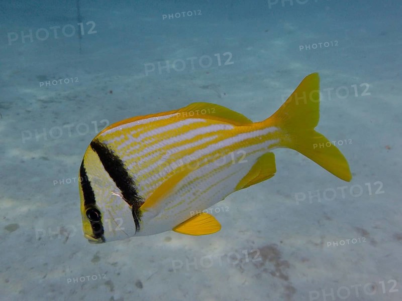 Porkfish (Anisotremus virginicus), dive site Nursery, Tavernier, Florida Keys, Florida, USA, North America
