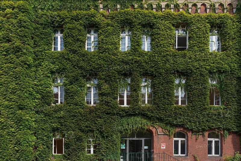 Facade of the district court overgrown with wild virginia creeper (Parthenocissus quinquefolia), Lüneburg, Lower Saxony, Germany, Europe
