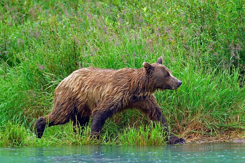 Brown bear (Ursus arctos) striding along the shore, Lake Clarke National Park, Alaska, USA, North America