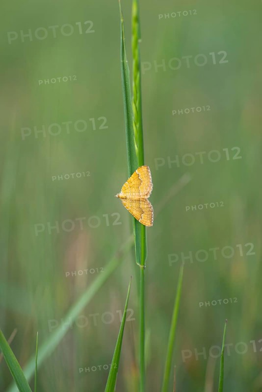 Close-up, yellow shell (Camptogramma bilineata), Neustadt am Rübenberge, Lower Saxony, Germany, Europe