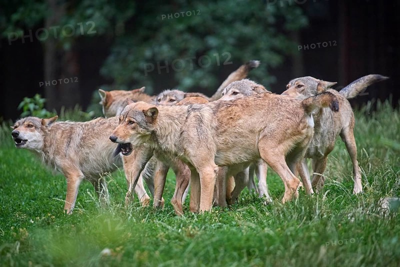 Timber Wolf (Canis lupus), howling group of wolves, captive, Germany, Europe