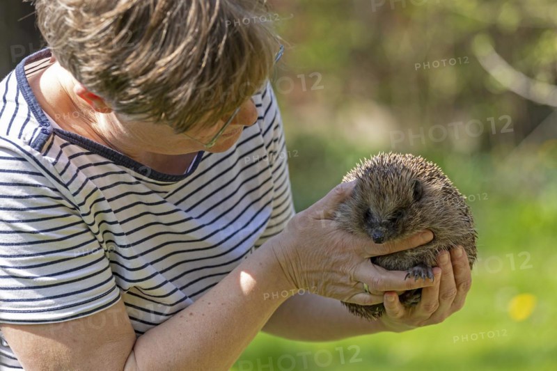 Woman holding a hedgehog (Erinaceidae) in her hands and looking at it, Krummsee, Malente, Schleswig-Holstein, Germany, Europe