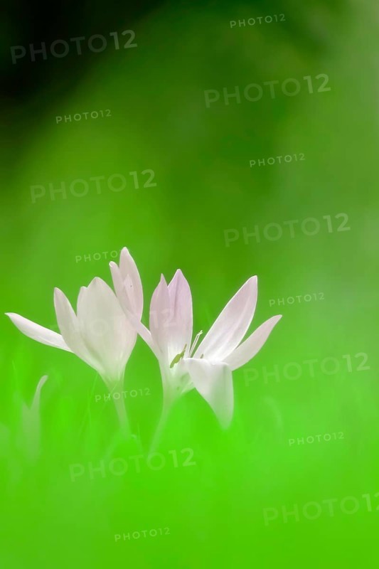 Autumn crocus (Colchium speciosum), September, Saxony, Germany, Europe