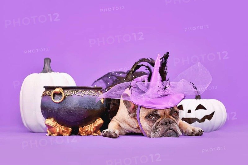 French Bulldog dog with Halloween costume witch hat next to cauldron and pumpkins on purple background