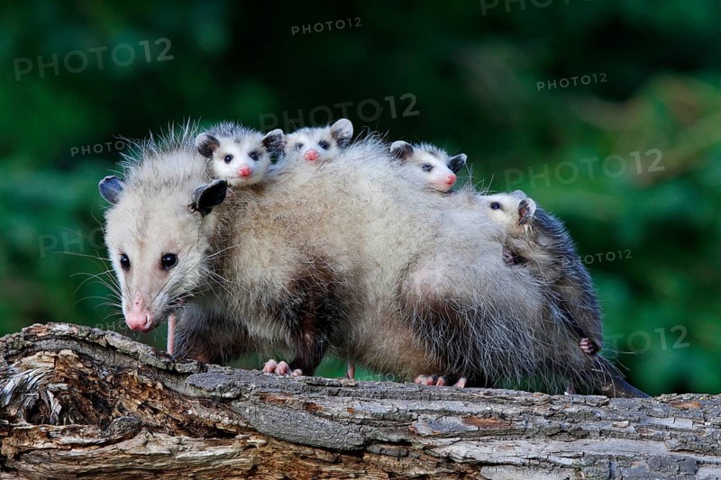 North American Opossum with youngs, Minnesota, USA (Didelphis marsupialis virginiana), Northern Opossum
