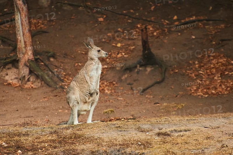 Eastern grey kangaroo (Macropus giganteus) standing on a tried up meadow, raining, Bavaria, Germany, Europe