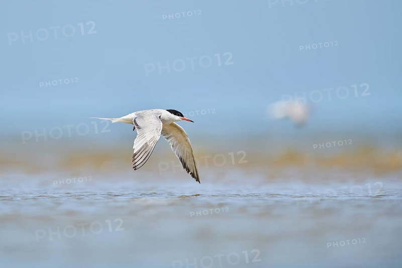 Elegant tern (Thalasseus elegans) flying in the sky above the sea, hunting, ebro delta, Catalonia, Spain, Europe